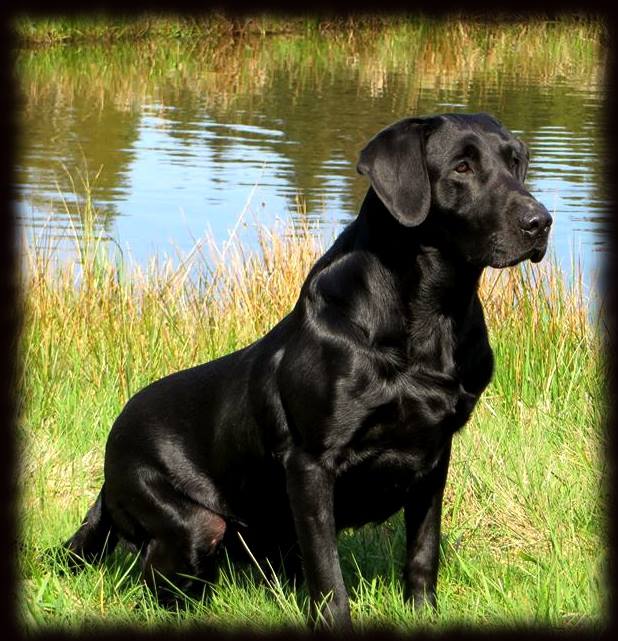 FC Sweetie's Easy Rider | Black Labrador Retriver