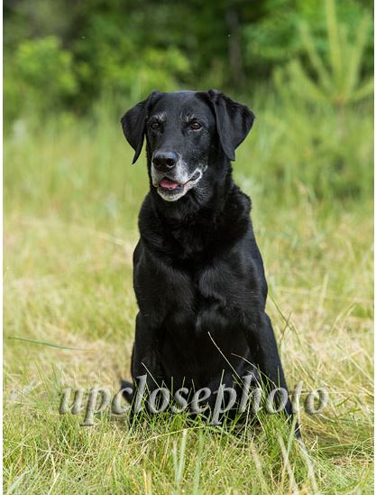 FC AFC Valtor's Hayseed Kid | Black Labrador Retriver