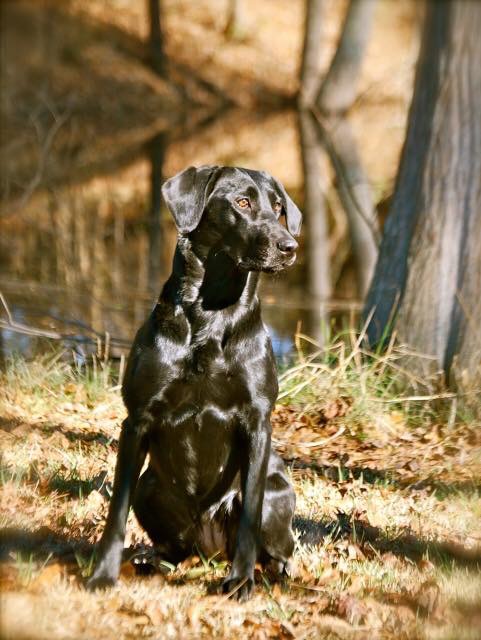 Stagecoach's Miss Margaret Lee SH CGC | Black Labrador Retriver