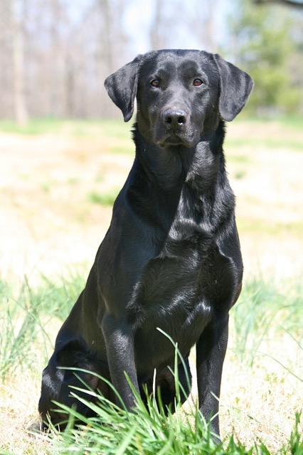 4xGRHRCH Flatlander's Steady Like A Rock MH MNH4 HOF QAA | Black Labrador Retriver