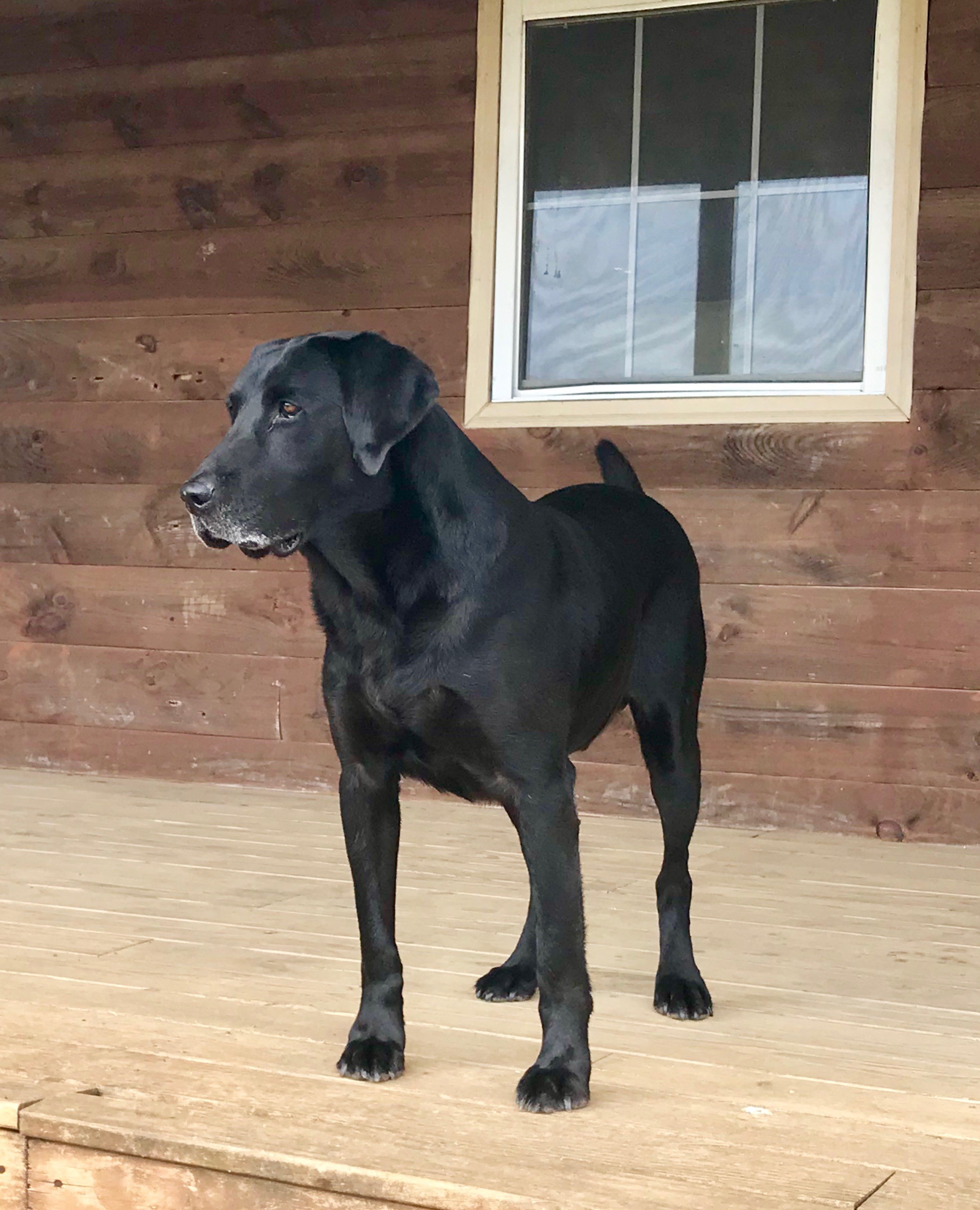 Tremblin Earths Rough Rider QAA | Black Labrador Retriver