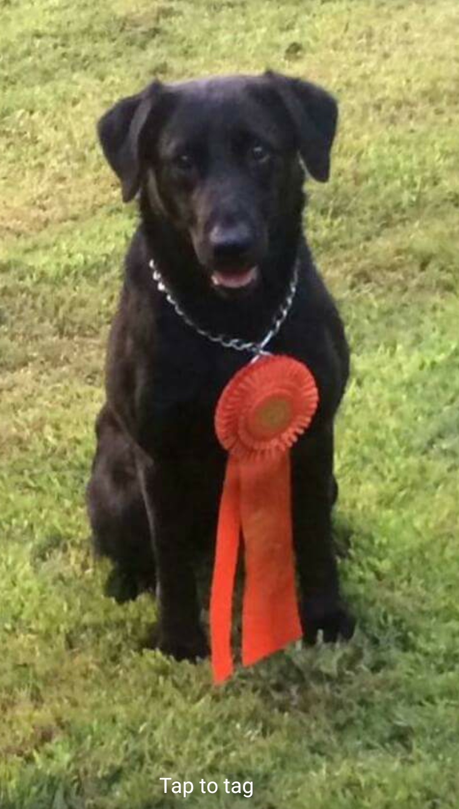 Hockley Creek's First Lady MH QAA | Black Labrador Retriver