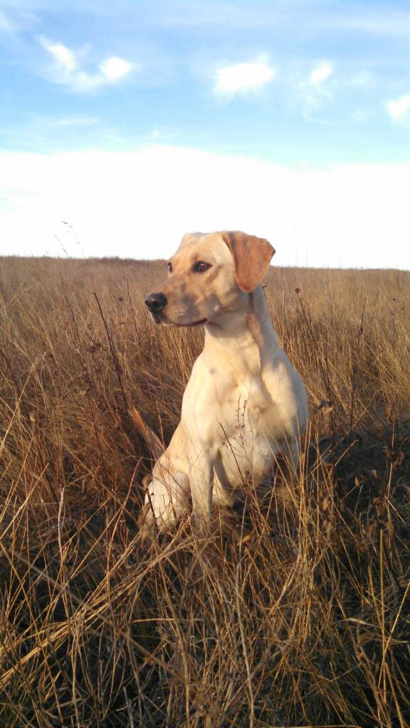 HRCH UH Three River's Ice Breaker | Yellow Labrador Retriver