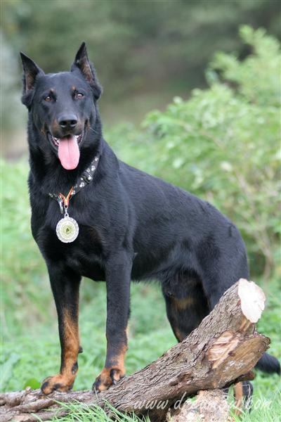 Virgile du Murier de Sordeille | Beauceron 