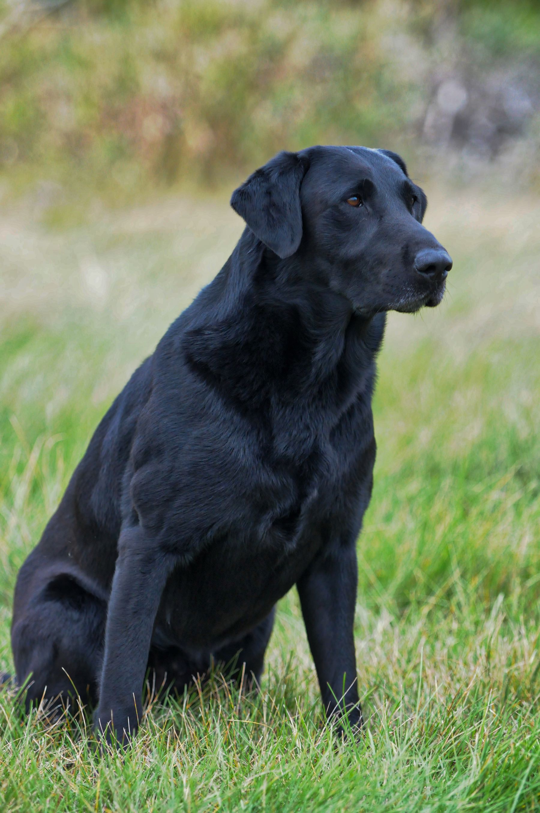 NAFTCH FC AFC FTCH AFTCH Pekisko's Ironman | Black Labrador Retriver