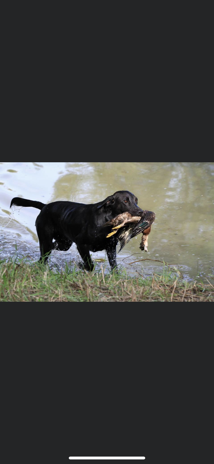 HRCH Jerryru's Ebony Rose MH WC | Black Labrador Retriver