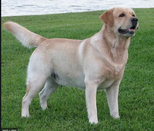 CH Chambrays Out Of The Ruff NJP NFP THD | Yellow Labrador Retriver