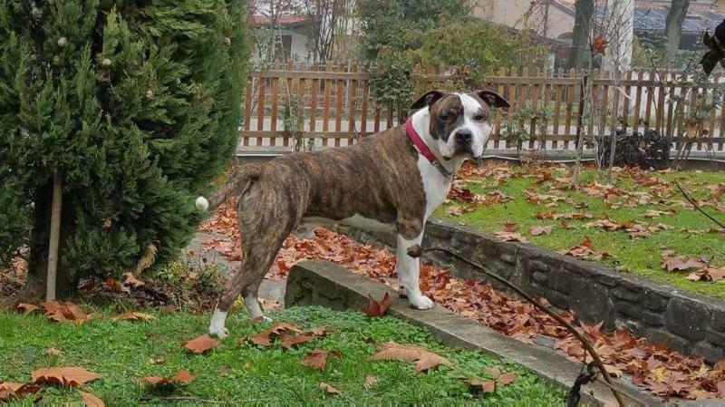 Awsome Thiago Boy | American Staffordshire Terrier 