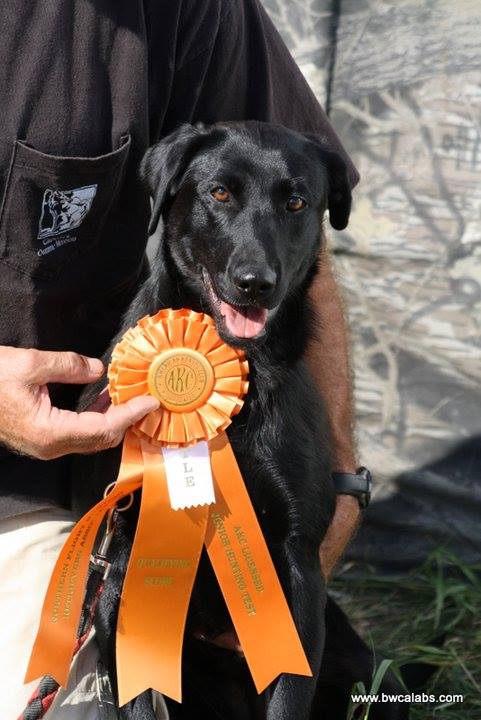 Jolor's Pixie Blue SH | Black Labrador Retriver