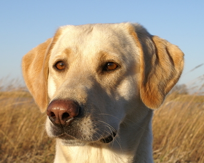 Jolor's Sunshine Splendor | Yellow Labrador Retriver