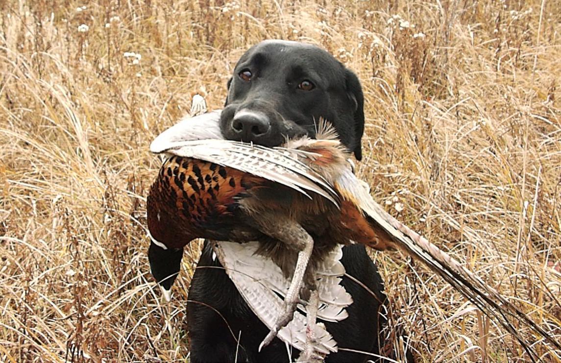 Emma's Birdie Belle Of Dirk | Black Labrador Retriver