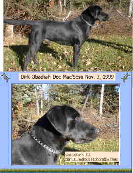 Dirk Obadiah Doc Mac'sosa | Black Labrador Retriver