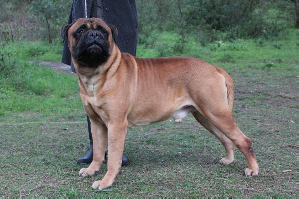 Igor f p da casa da pedra bela | Bullmastiff 