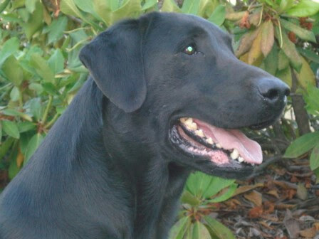 FC AFC Marauders Aviator | Black Labrador Retriver