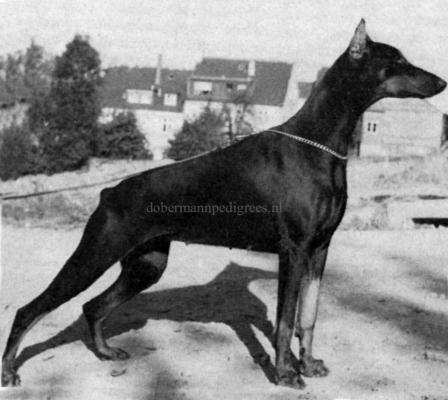 Dona v. Eichenhain | Black Doberman Pinscher