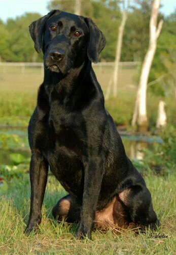 Mr Smartypants MH MNH | Black Labrador Retriver