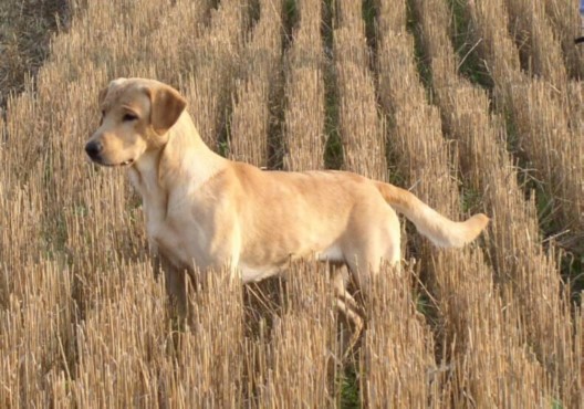 GMPR Blackjack Tiger | Yellow Labrador Retriver