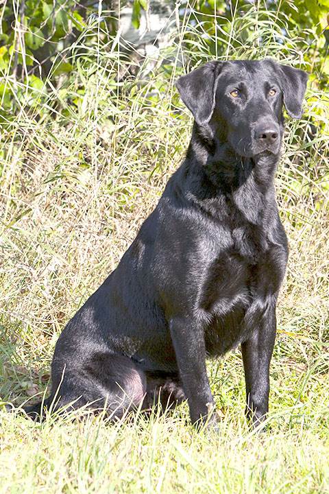 2014 NAFC FC AFC Texas Troubador | Black Labrador Retriver