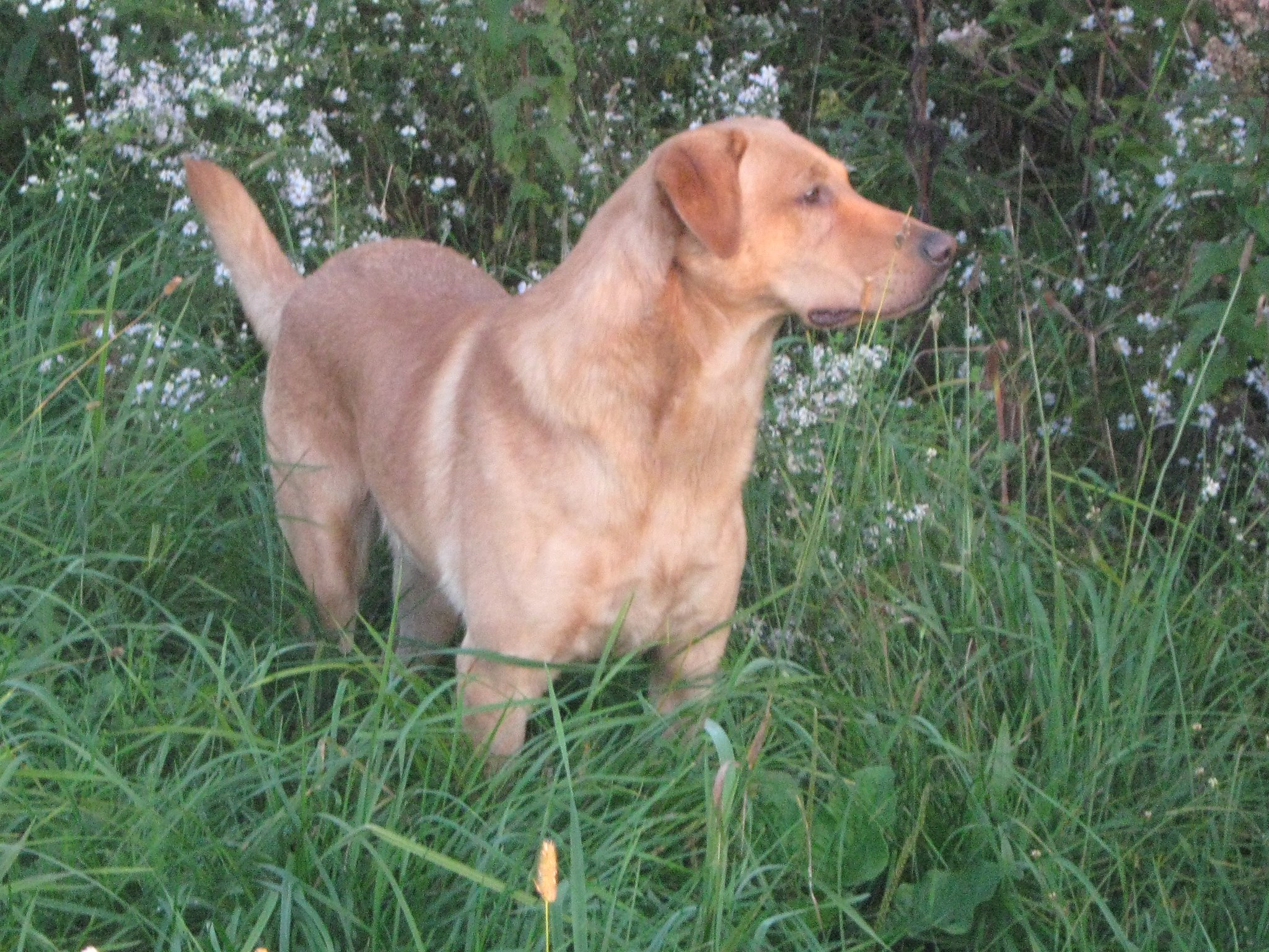 Ironweed E Z Money At Grace Farms RN SH MH | Yellow Labrador Retriver