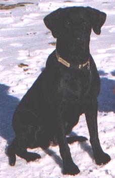 Knight's Tail Dehlia JH | Black Labrador Retriver