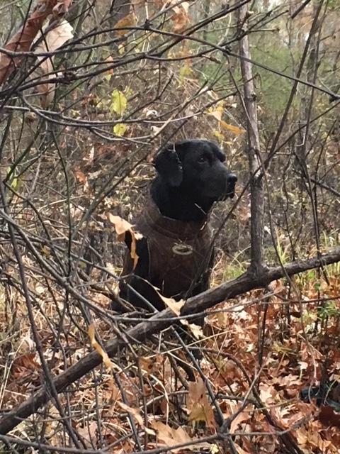 HRCH Buckshot's Ace In The Hole | Black Labrador Retriver