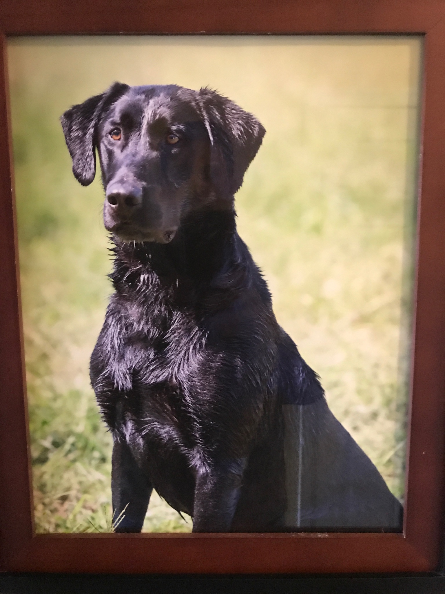 Daddy's Stars & Stripes MH | Black Labrador Retriver