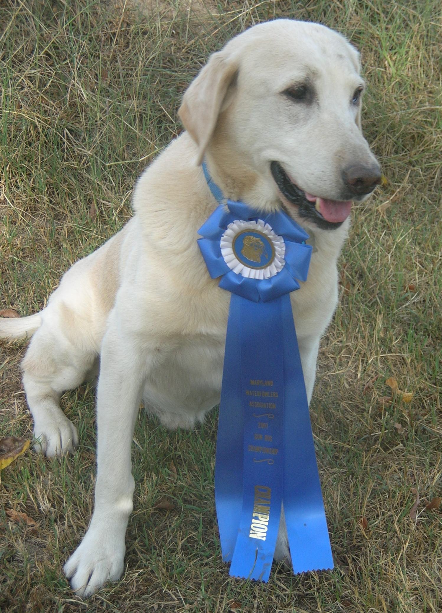 Cropper's Walks On Water QAA | Yellow Labrador Retriver