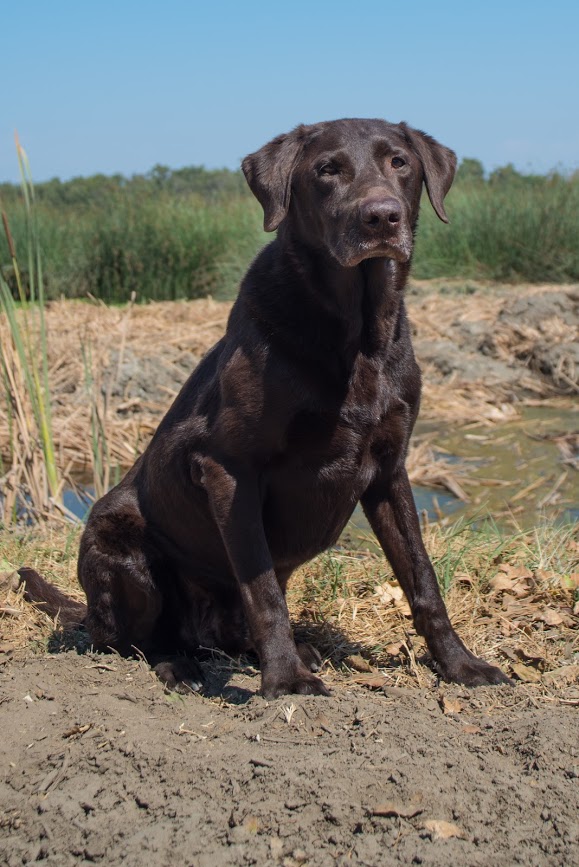 Lil Cash MH | Chocolate Labrador Retriver