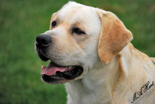 GCHS CH Gateway's Nothin' But Trouble | Yellow Labrador Retriver