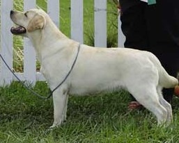 CH Gateway's White Dove | Yellow Labrador Retriver