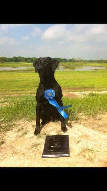 Midway's Nowhere To Run | Black Labrador Retriver