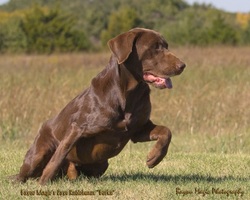 Bayou Magic's Dave Robicheaux MH QA2 | Chocolate Labrador Retriver