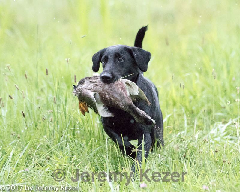 Nor'land Naiad's Right On Target At Little River MH | Black Labrador Retriver