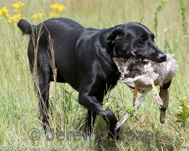 Nor'land Naiad Hot Ticket MH | Black Labrador Retriver