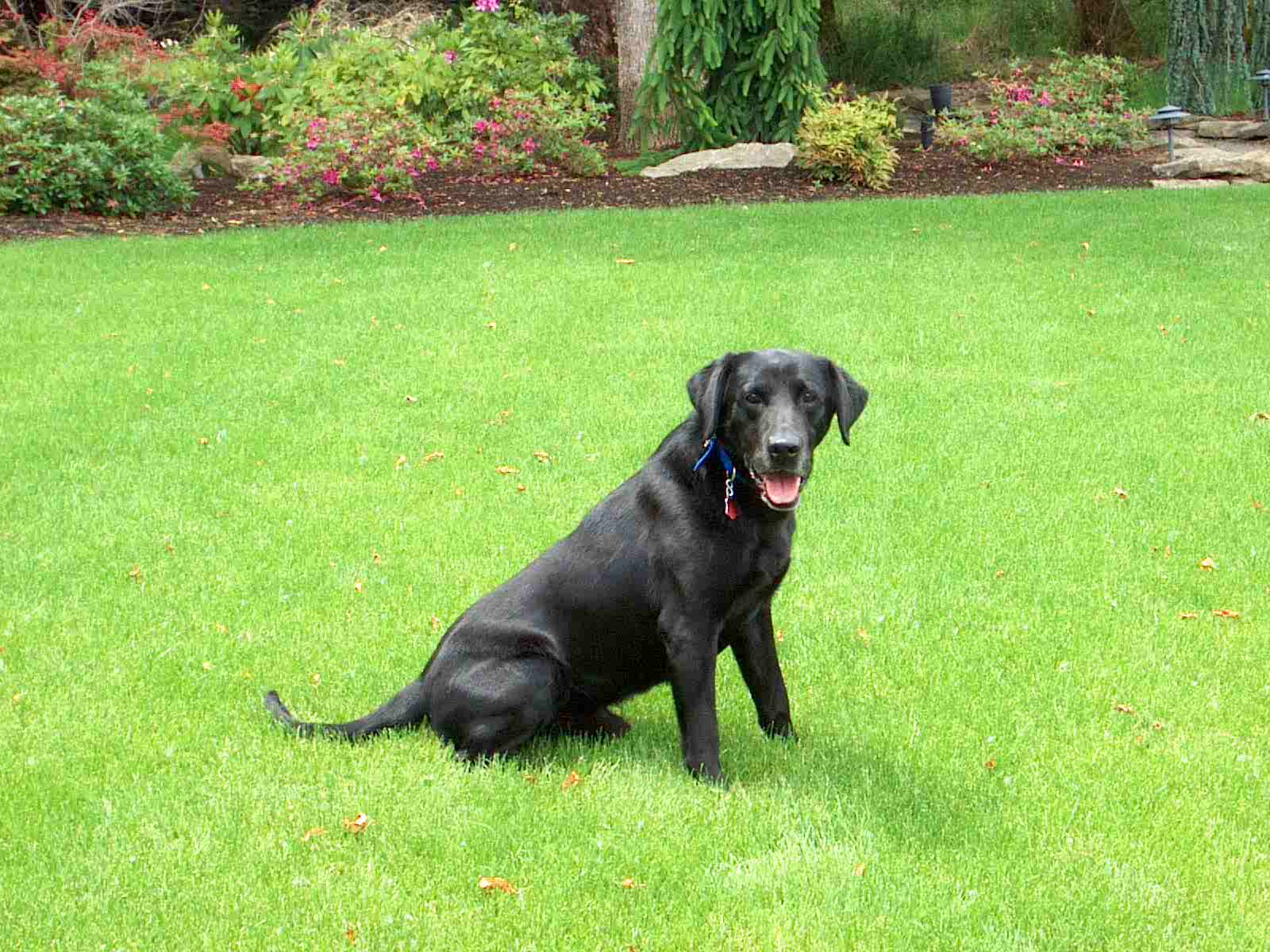 Little Danny Boy | Black Labrador Retriver