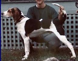 Mears Finley River Dan | Treeing Walker Coonhound 