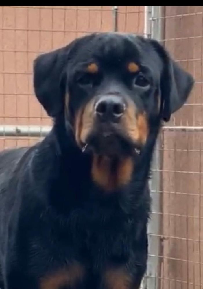 Monaco vh Royalline | Rottweiler 