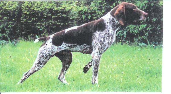 Mardy de la Diane du Drouvenant | German Shorthaired Pointer 