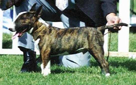 SCHARDALE MAN O MAN | Miniature Bull Terrier 