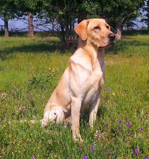 HRCH Ajamss Marley Golladay MH | Yellow Labrador Retriver