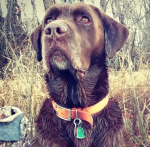 Walker's Hurricane Alley JH | Chocolate Labrador Retriver