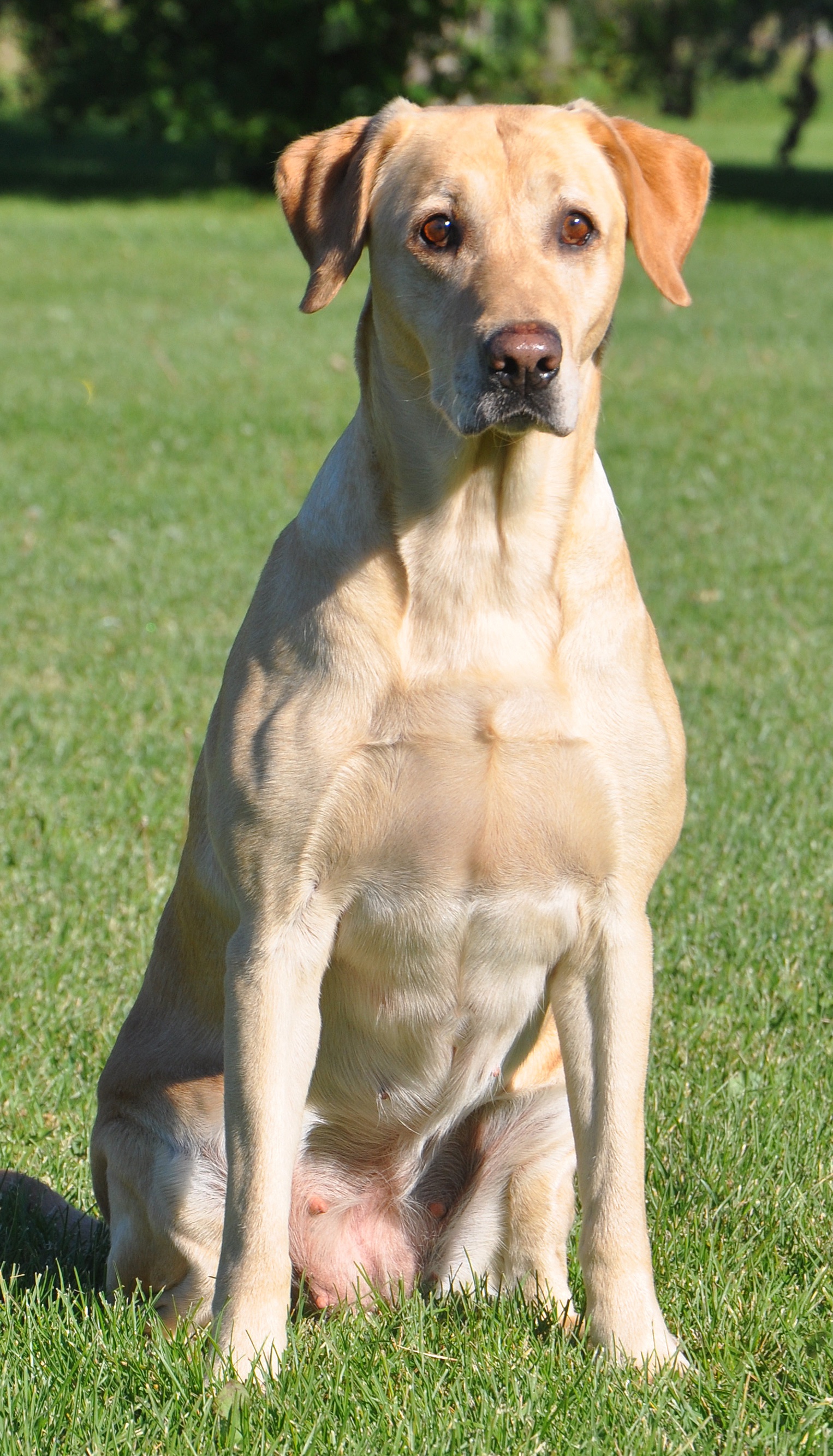 HRCH UH FR's Elegant Grace | Yellow Labrador Retriver