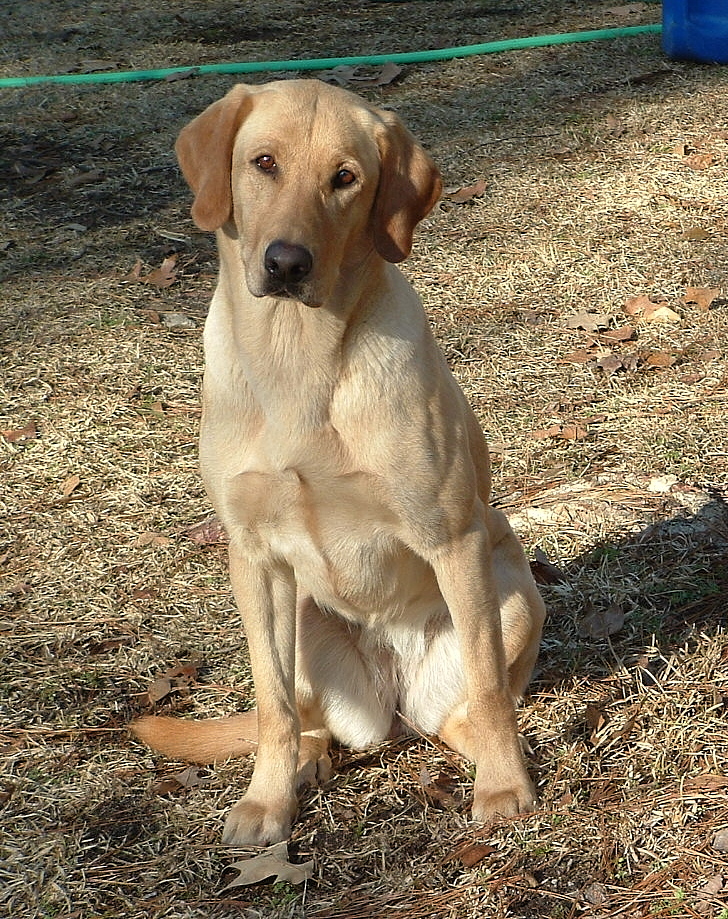 Duxbays Rose A Texas  MH | Yellow Labrador Retriver