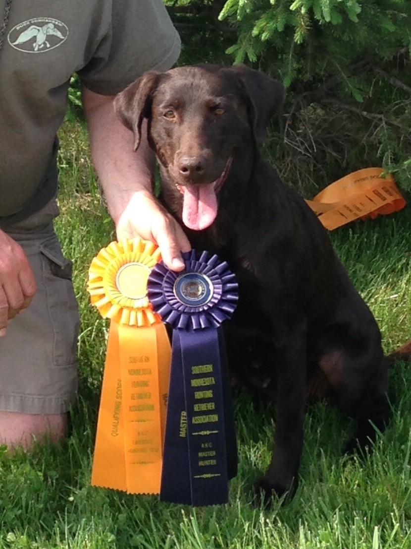 HRCH Silver Lake Chilli Decocoa MH | Chocolate Labrador Retriver