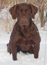 Locked N Loaded's Down And Dirty MH | Chocolate Labrador Retriver