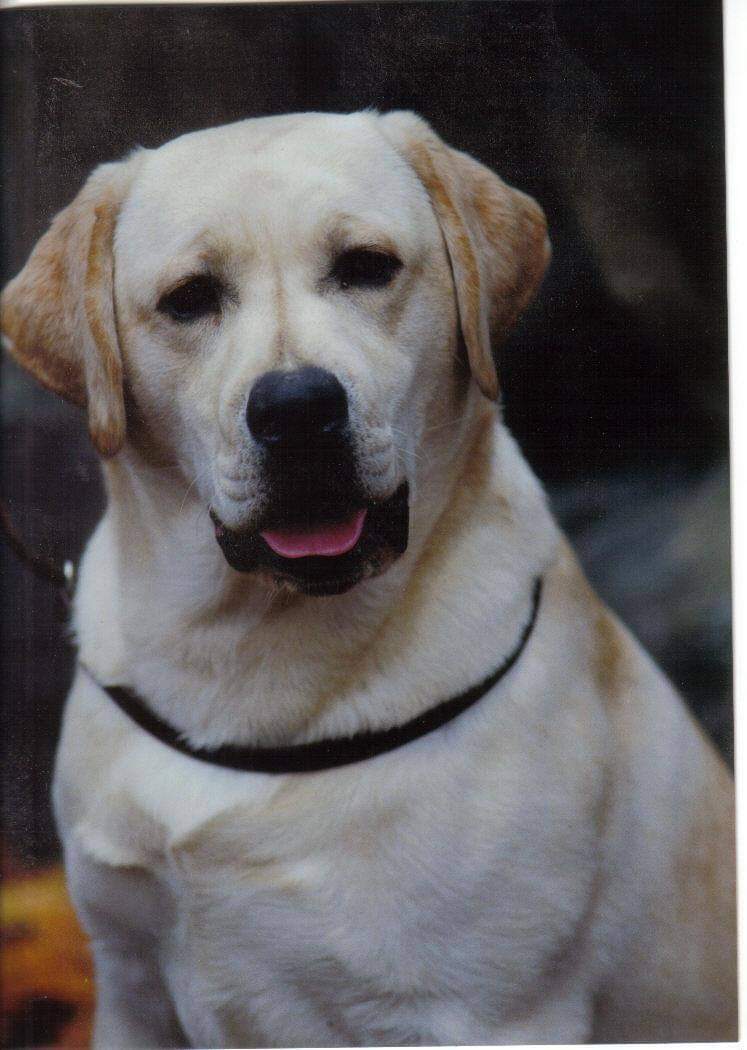 CH Timberline Big Ben At Fawnhaven RN SH | Yellow Labrador Retriver