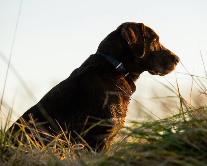 Bayou Magic's Rouxster Bleu, MH QAA Amateur WIN | Chocolate Labrador Retriver