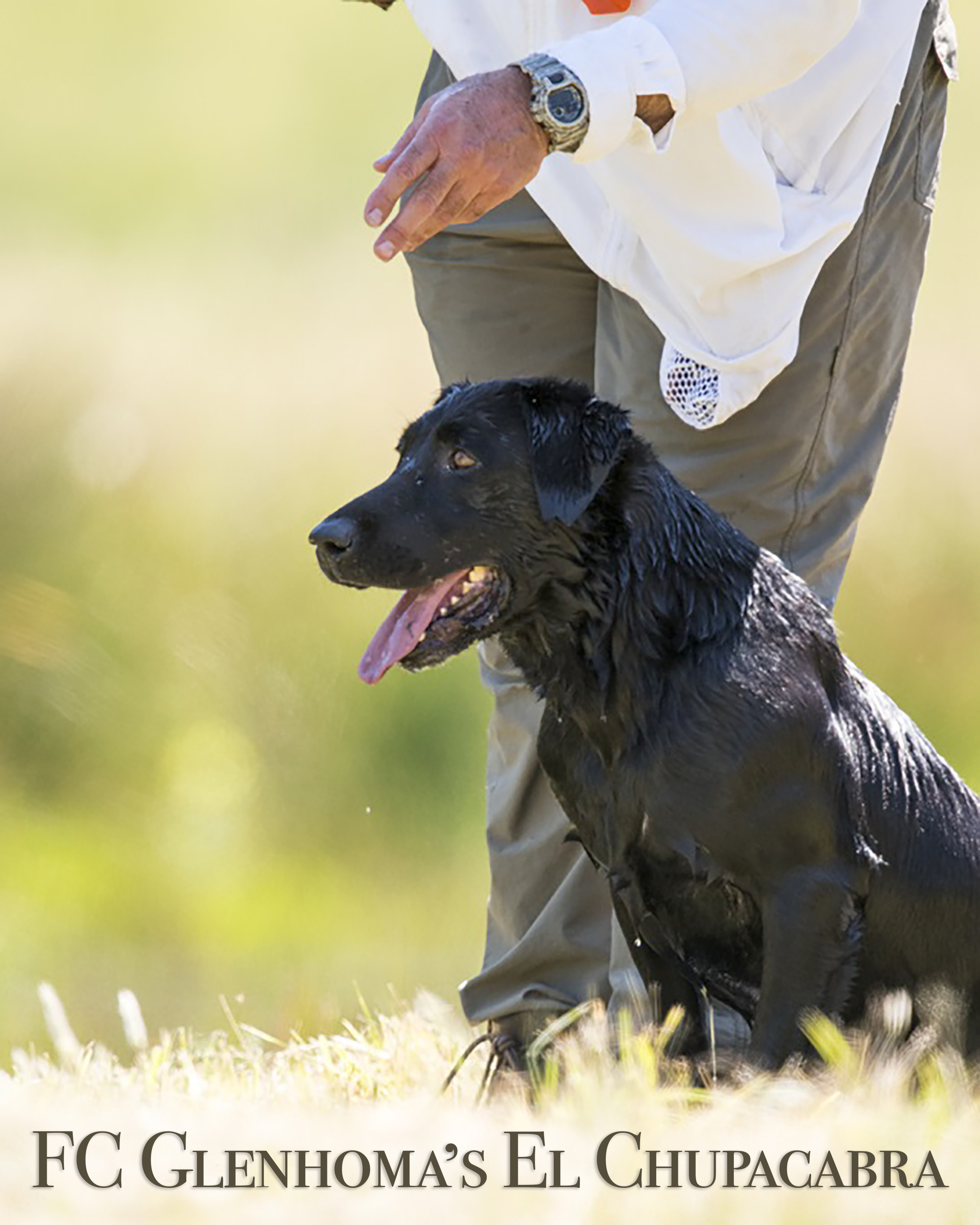 FC AFC Glenhoma's El Chupacabra QA2 | Black Labrador Retriver