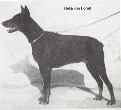 Hella v. Forell (DZB 77433) | Black Doberman Pinscher