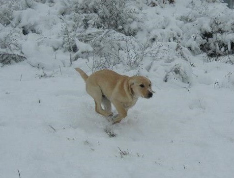 The Sargent's Creekside Dotter CGC | Yellow Labrador Retriver